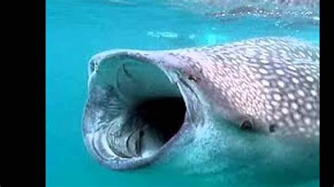 dünyanın en büyük köpek balığının adı nedir